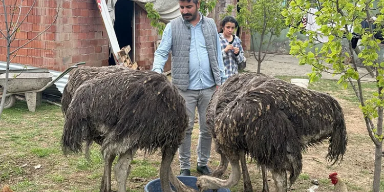 Deve kuşları Tuzluca’nın yeni maskotları oldu