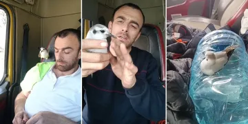 Rizeli’nin minik martı ile dostluğu