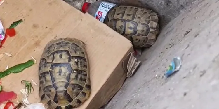 Temizlik ekibi kaplumbağaların hayatını kurtardı