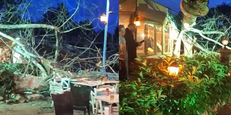 Devasa ağaç yıkıldı, 2 kişi hafif yaralandı