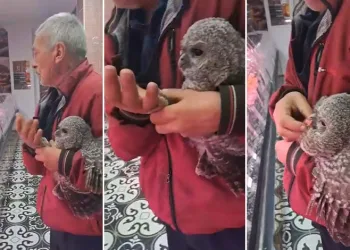 Bursa’da yuvasından düşen baykuş kasaba götürüldü