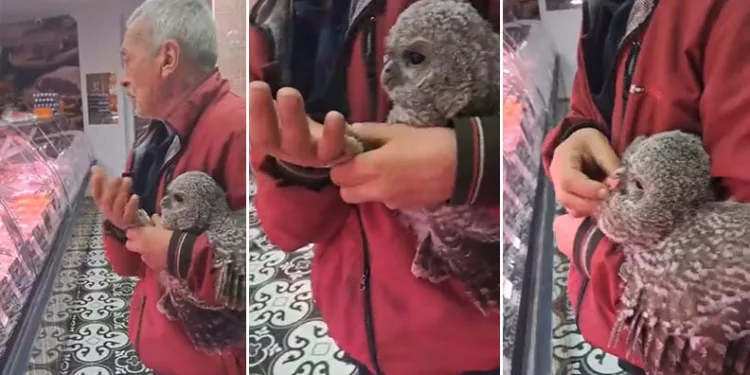 Bursa’da yuvasından düşen baykuş kasaba götürüldü