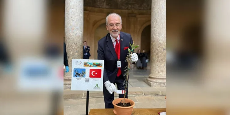 Gemlik Zeytin Ağacı Fidanı İspanya’da toprakla buluştu