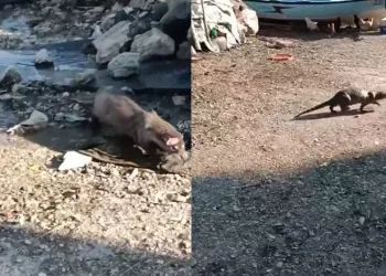 Denizden gelen misafir