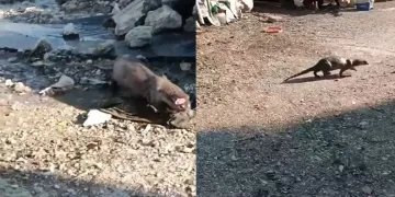 Denizden gelen misafir