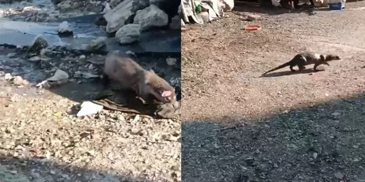 Denizden gelen misafir