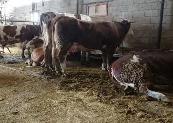 Ahırda dehşet: Hayvanlar akıma kapıldı, 4’ü telef oldu