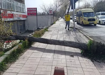 Van’da fırtına ağaçları ve direkleri devirdi
