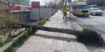 Van’da fırtına ağaçları ve direkleri devirdi