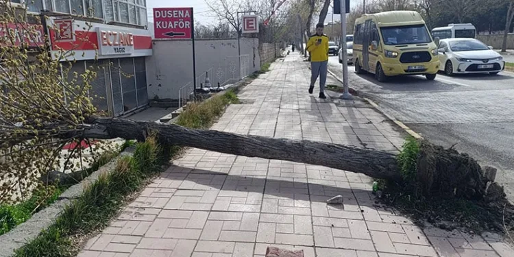 Van’da fırtına ağaçları ve direkleri devirdi