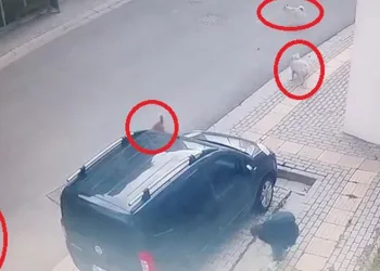 Başıboş köpekler küçük çocuğa büyük korku yaşattı