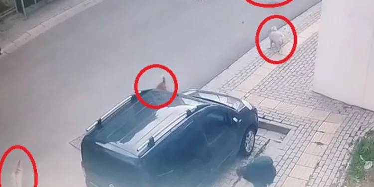 Başıboş köpekler küçük çocuğa büyük korku yaşattı