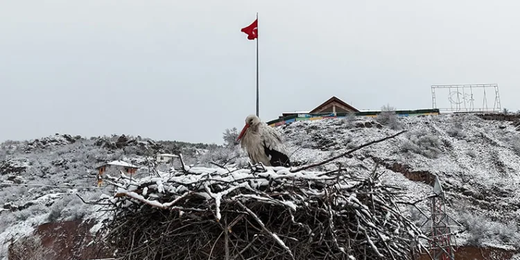 Leyleklere kar sürprizi
