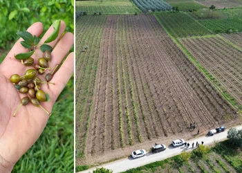 İznik Ovası’nı don vurdu