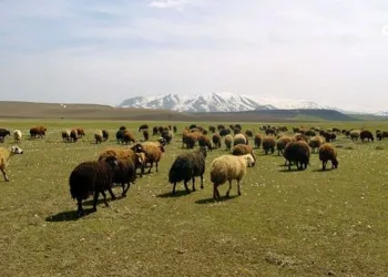 Bakanlığın desteklediği mera kullanıma açıldı
