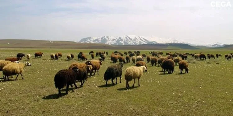 Bakanlığın desteklediği mera kullanıma açıldı