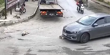 Vicdansız sürücü köpeği ezdi, arkasına bile bakmadı