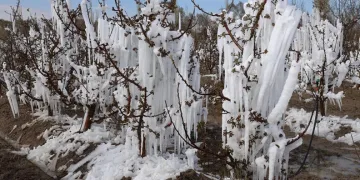 Zirai don Konya’da pancarı ve meyveleri vurdu