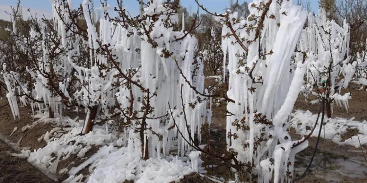 Zirai don Konya’da pancarı ve meyveleri vurdu