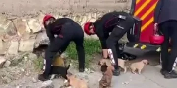 Su borusundan 7 yavru köpek çıktı