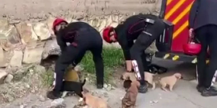 Su borusundan 7 yavru köpek çıktı