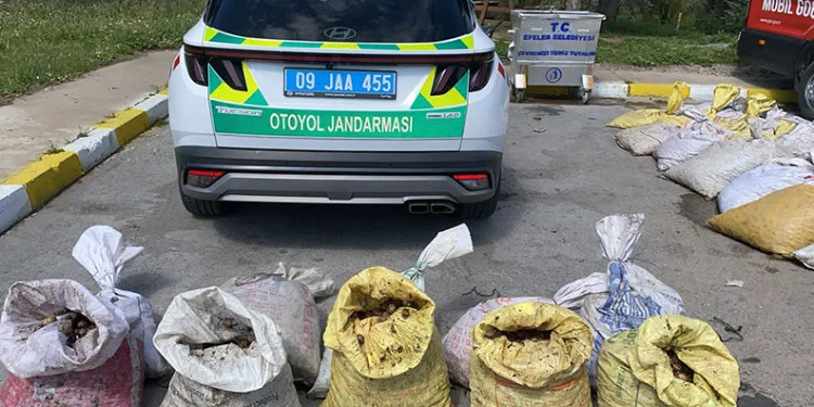 Jandarma 1 ton 800 kilogram salyangoz ele geçirdi