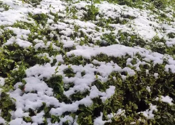 Zirai don çayı da vurdu