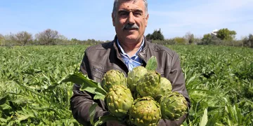 Sakız enginarının tarladan pazara hasat yolculuğu sürüyor