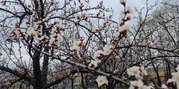 Adilcevaz’da iki mevsim bir arada