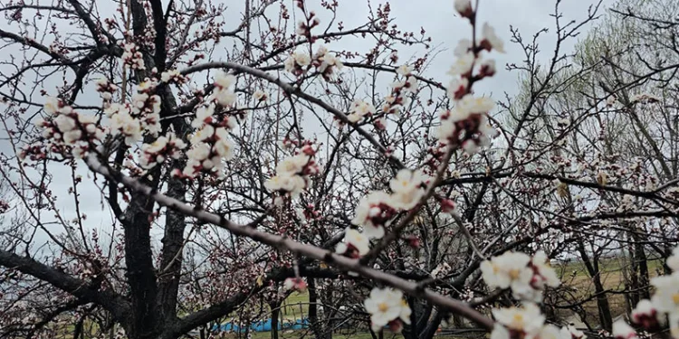 Adilcevaz’da iki mevsim bir arada