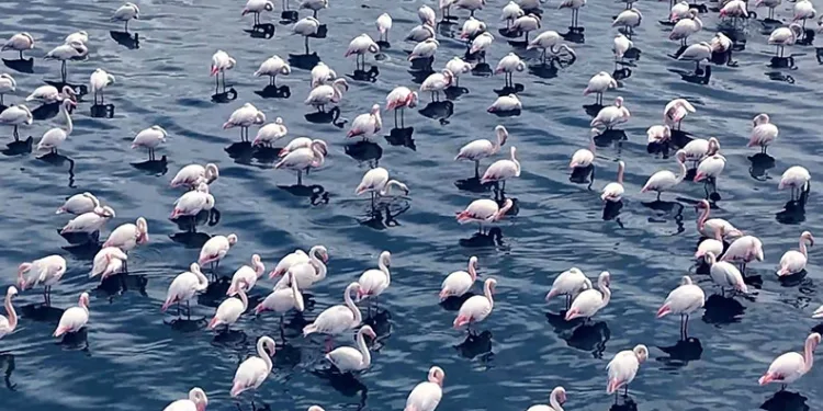 Niğde’de flamingoların görsel şöleni havadan görüntülendi