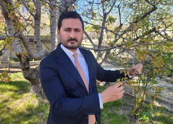Kraliyet kirazı bu yıl çok az olacak