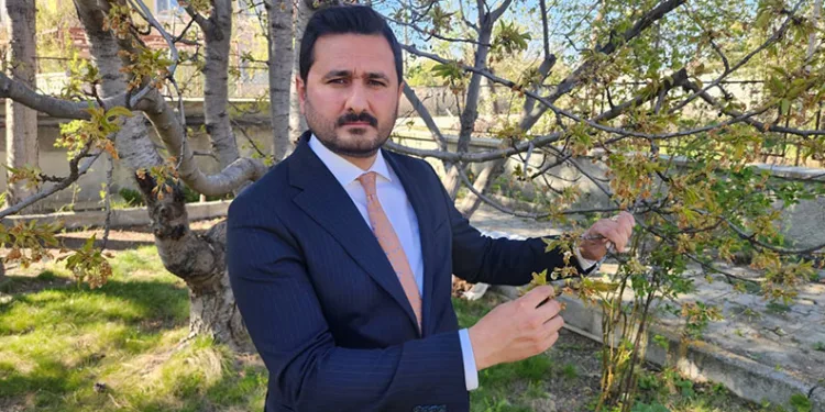 Kraliyet kirazı bu yıl çok az olacak