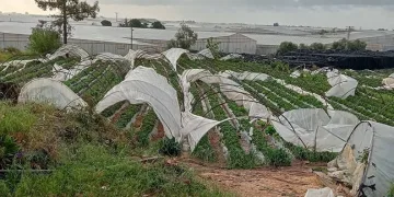 Mersin’de fırtına etkili oldu, seralar zarar gördü