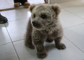 Doğada bulunan ayı yavruları Bursa’da maskot oldu