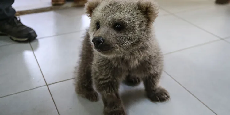Doğada bulunan ayı yavruları Bursa’da maskot oldu