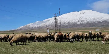 Havanın ısınmasıyla hayvan sahipleri rahat nefes aldı