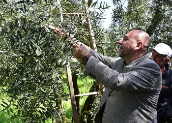 Baharın Bereketi Zeytin Dallarında