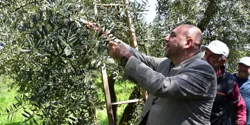 Baharın Bereketi Zeytin Dallarında