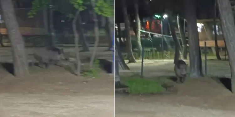 Acıkan yaban domuzu mesire alanına indi