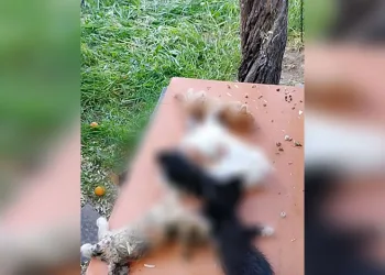 Gemlik’te yavru kediler katledildi