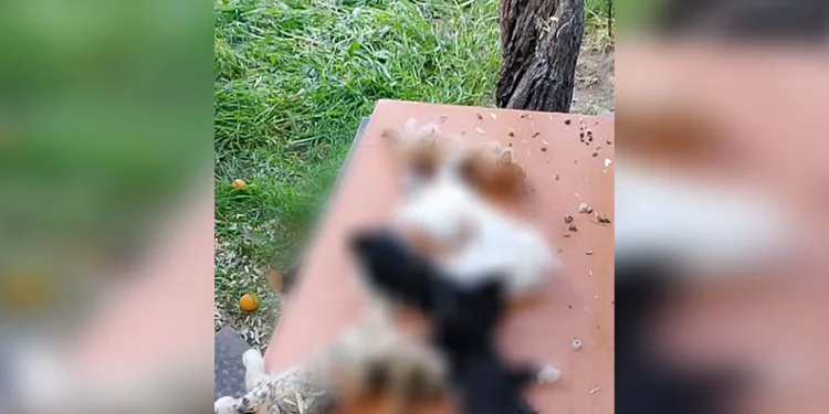Gemlik’te yavru kediler katledildi