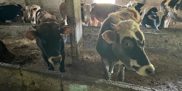 Niğde’de jandarmadan uyuşturucu ve kaçak ürün operasyonu