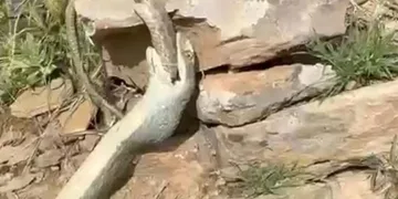 Hakkari’de bir yılan başka bir yılanı yerken görüntülendi