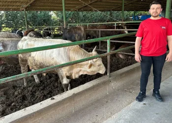 Kurbanlık fiyatlarında büyük değişiklik yok