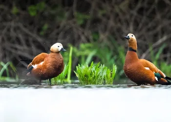 Uluabat Gölü’ndeki 11 ada kuşlara ev sahipliği yapıyor