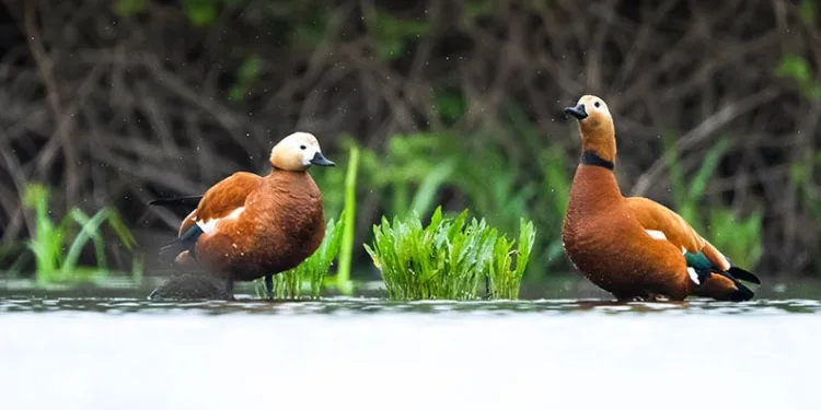 Uluabat Gölü’ndeki 11 ada kuşlara ev sahipliği yapıyor