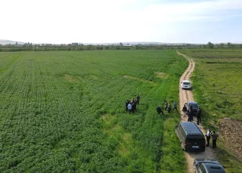 Mustafakemalpaşa’da ayçiçeği ekilecek