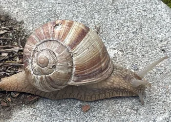 Salyangozların kilosu 35 liradan satılıyor