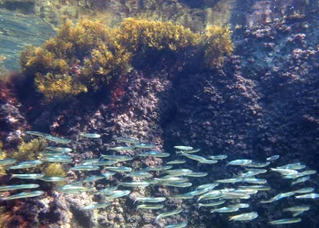 Karadeniz’in su altı güzellikleri keşfedilecek